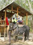 Jennifer Antonio Get On Elephant.JPG (91 KB)